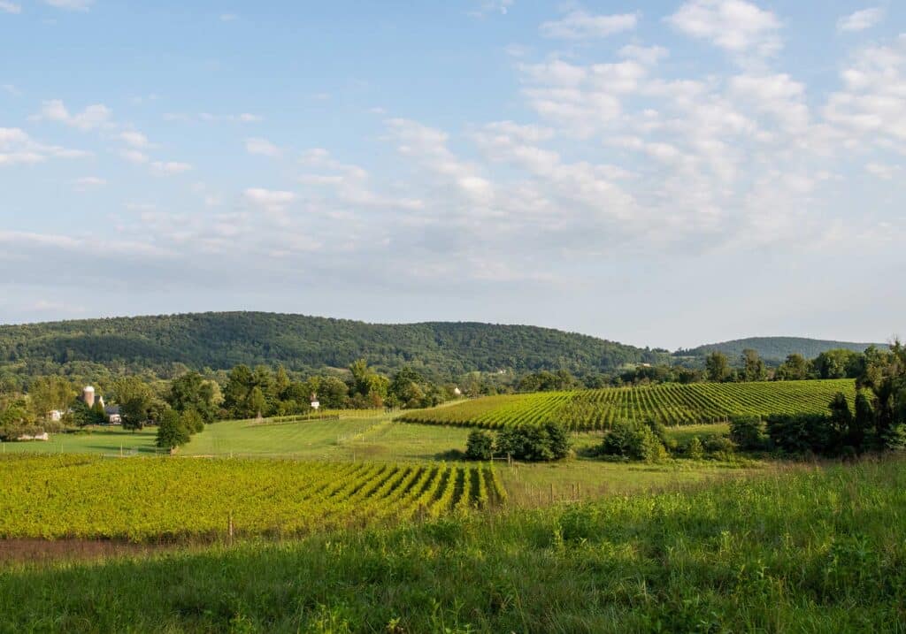 868 estate vineyard middleburg virginia