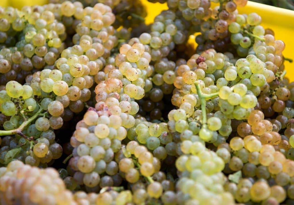 grape crosskeys vineyards winery virginia