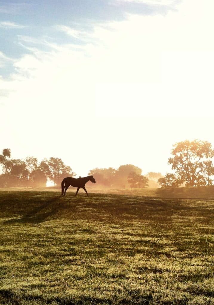 A horse at sunrise on the grounds of Salamander Middleburg in Loudoun County, Va