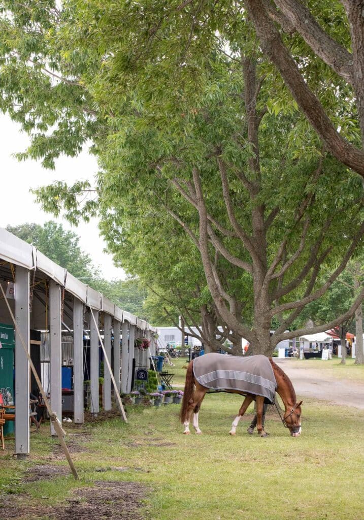 brown horse grazing at upperville horse show