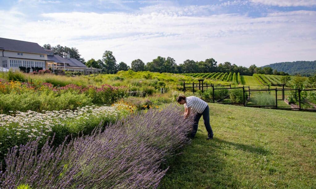 pippin hill farm and vineyards lavender harvest