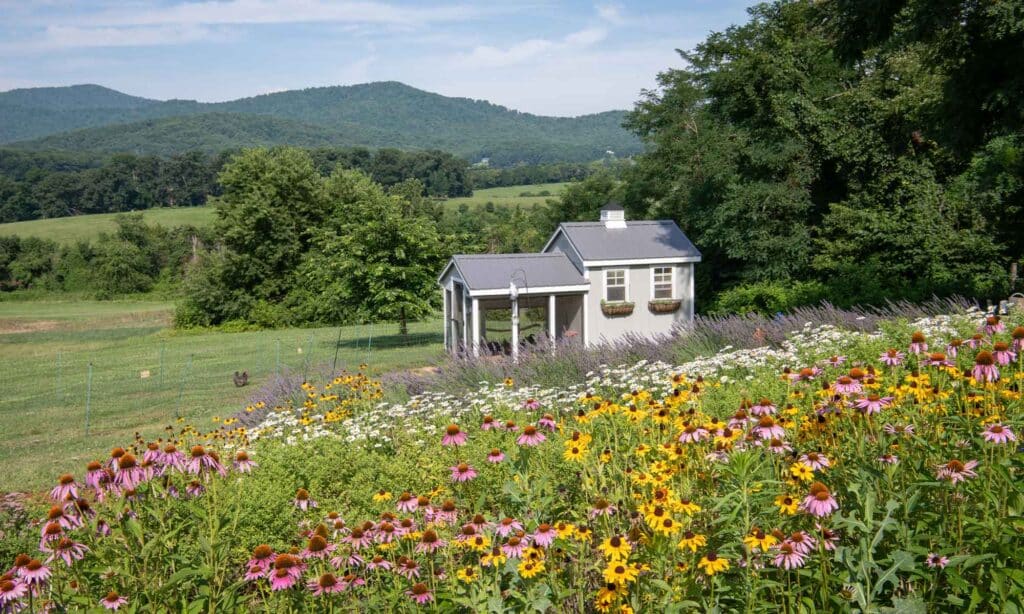 pippin hill farm and vineyards cut wildlflowers and chicken coop