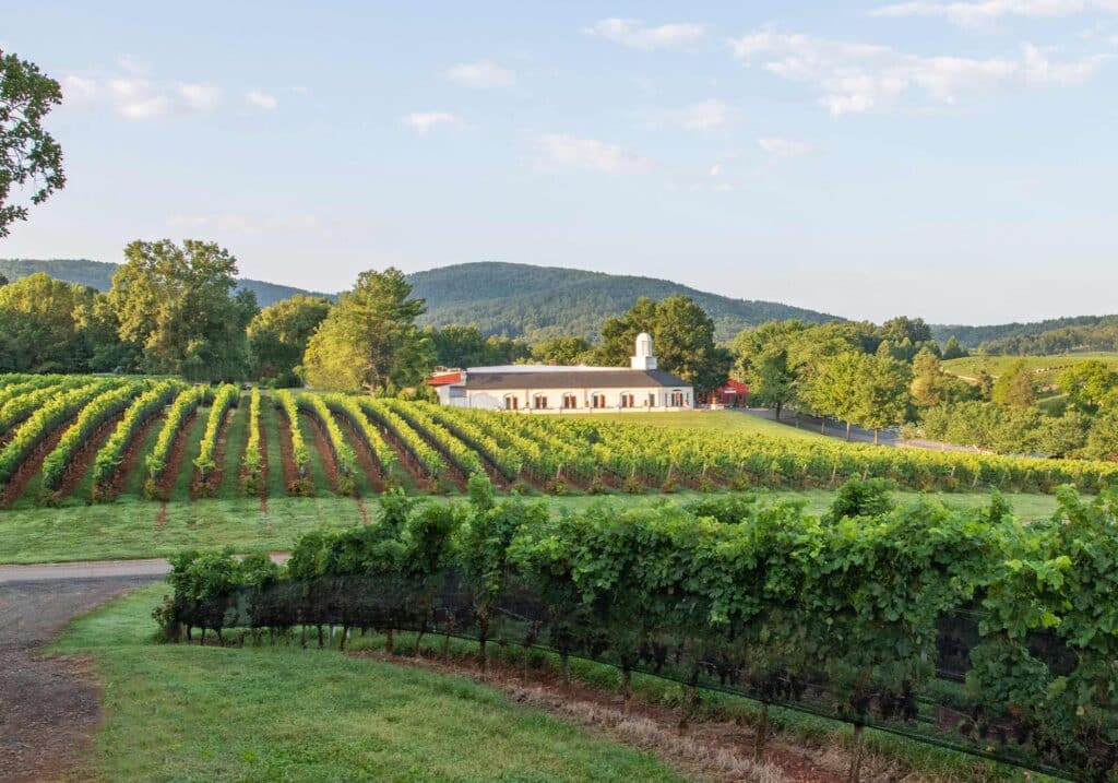 A vineyard view of the tasting room and vineyards at one of wine country's most awarded wineries, Barboursville Vineyards.