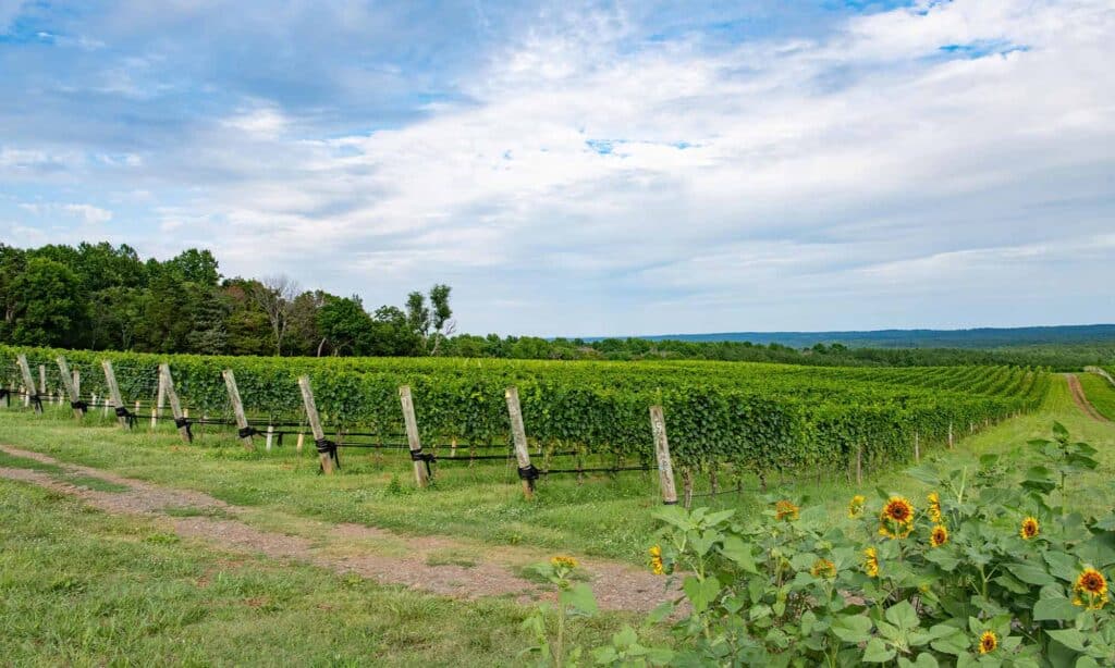 blenheim vineyards vines