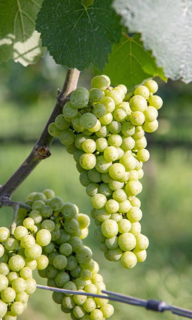 blenheim vineyards green grape