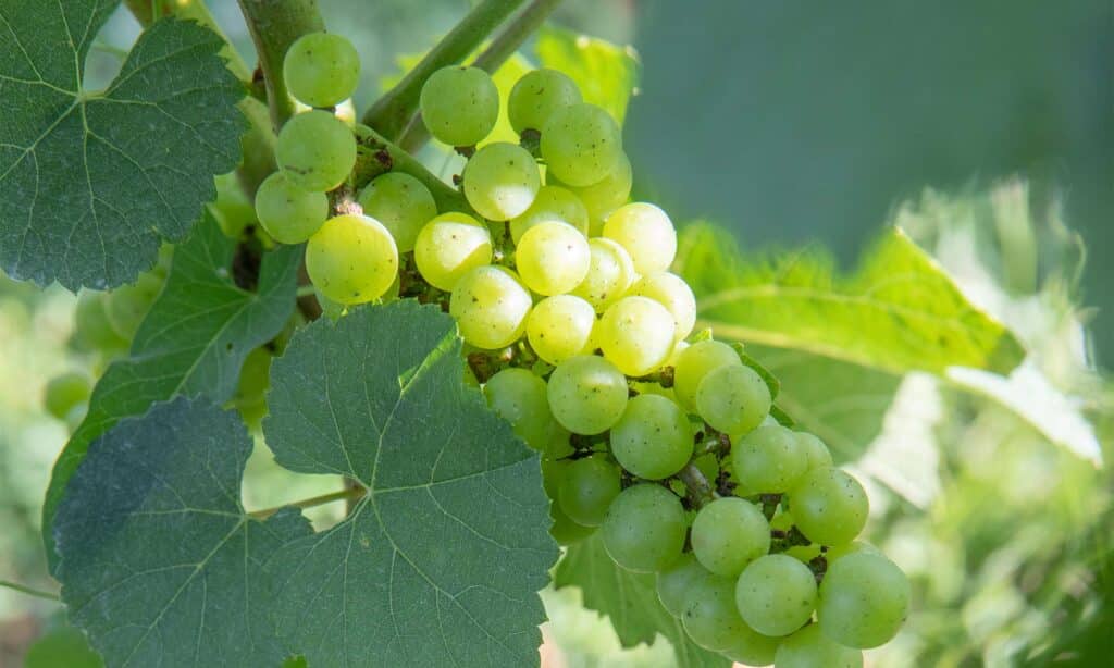 blenheim vineyard green grape