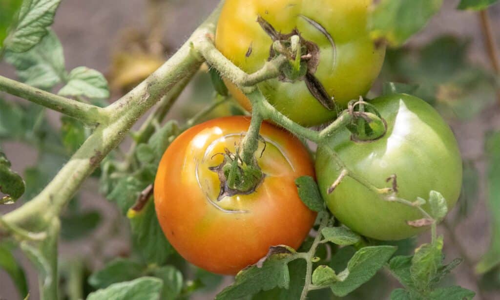 family reunion 2022 tomatoes