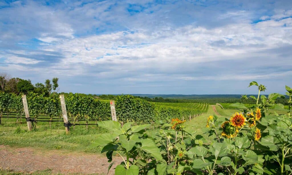 blenheim vineyards vines