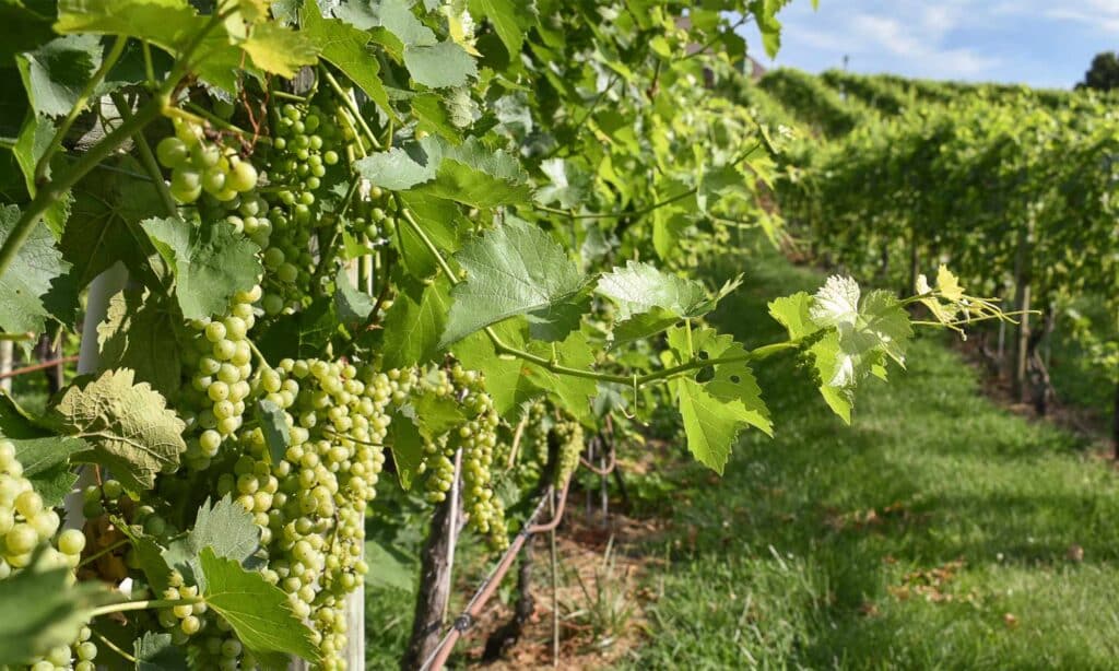 shenandoah valley media tour grapes