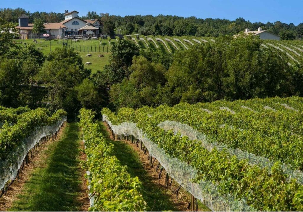 Photo of overlooking the vineyard and building at Barrel Oak Winery.