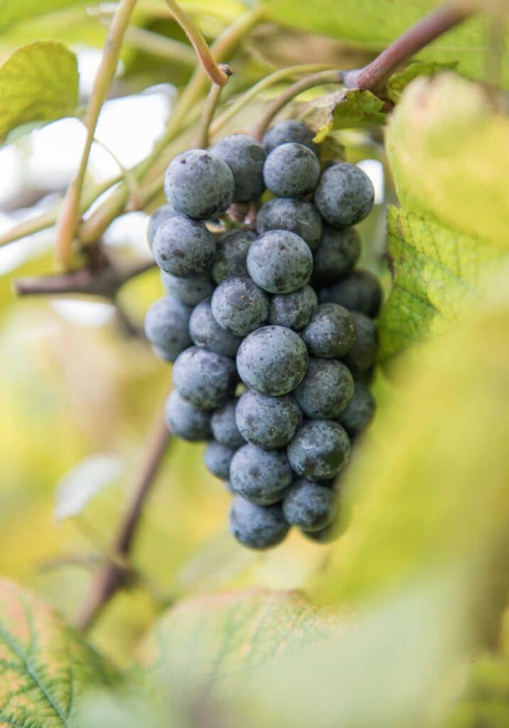 norton grape