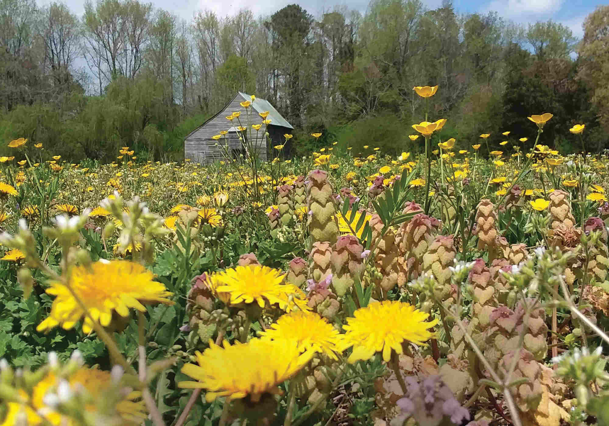 Virginia's Historic Garden Week Celebrates 90 Year Anniversary Wine