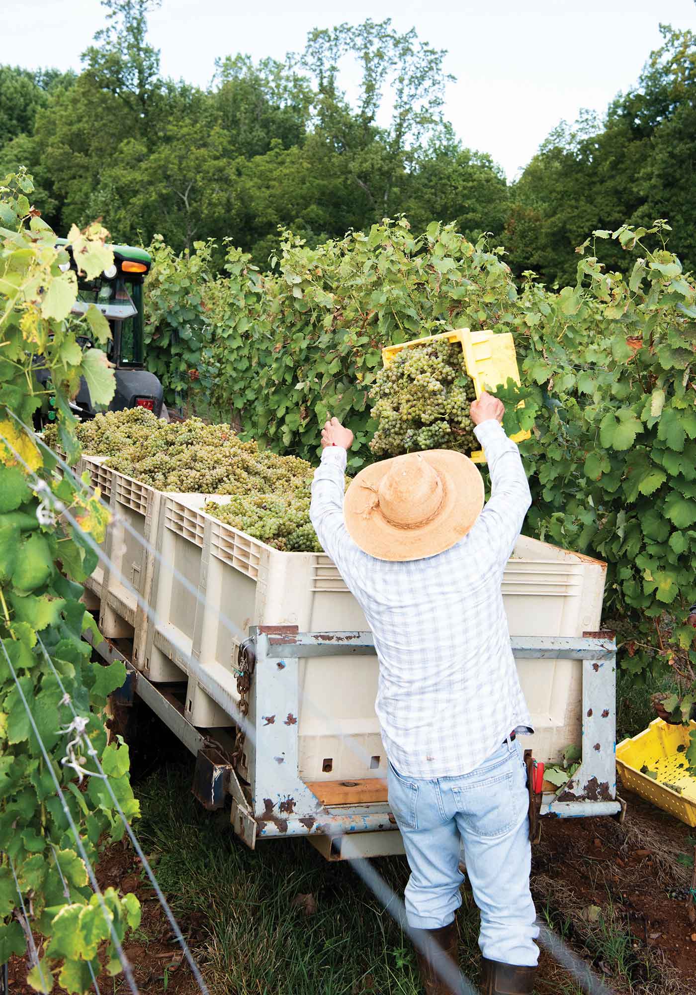 Barboursville Vineyard picking grapes during the fall harvest. Worker emptying a tub into hopper pulled by tractor.