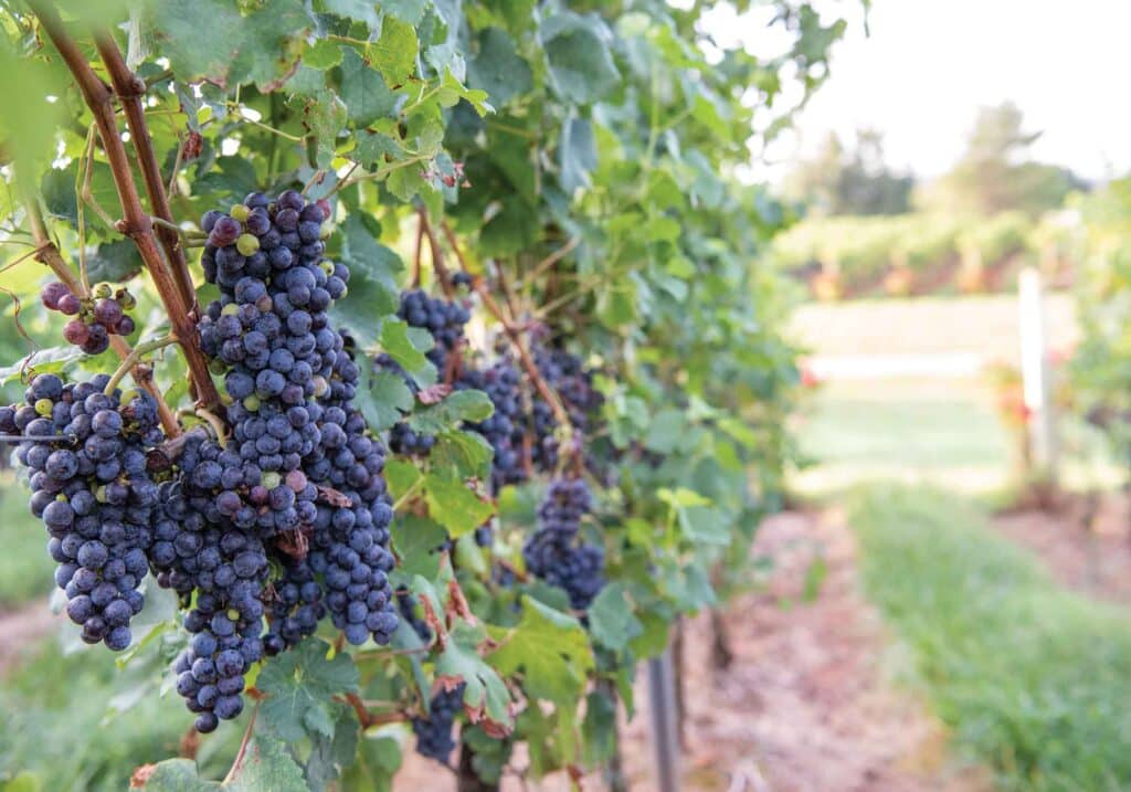 Virginia winery red wine grapes ripe on the vine.