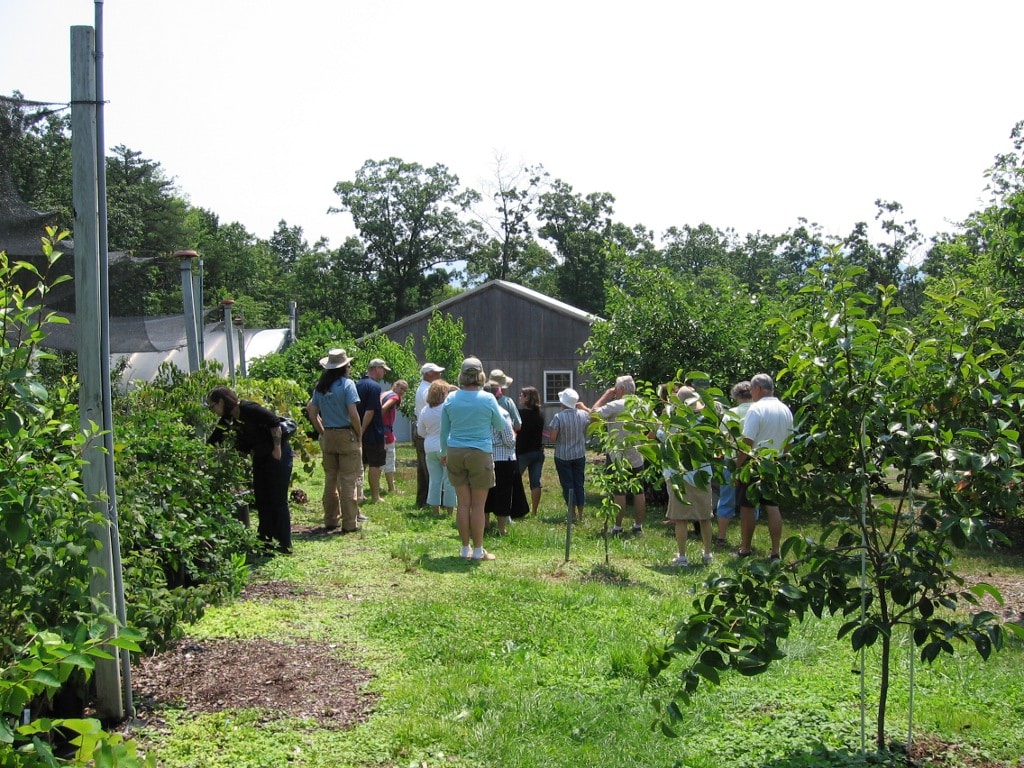 edible landscaping