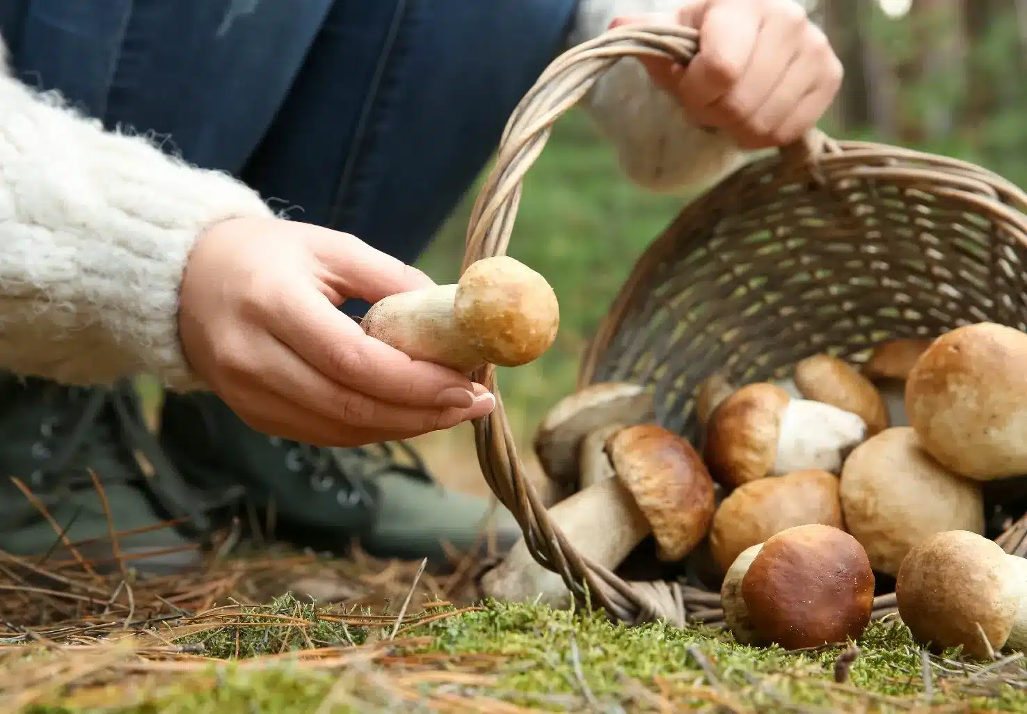 L'Auberge Provencale Bed & Breakfast foraging class