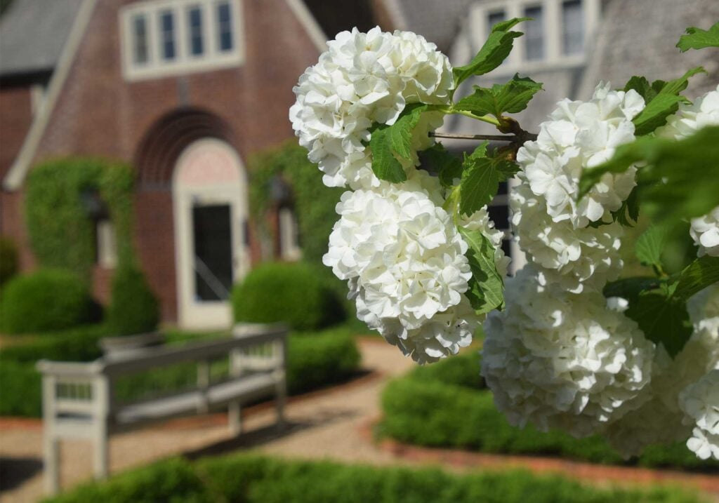 Virginia Historic Garden Week, Garden Club of Virginia 2023, Lynchburg VA Garden, hydrangea bloom