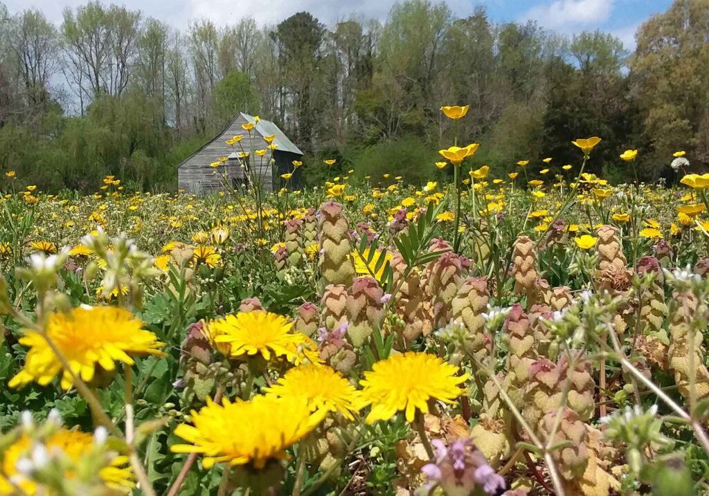 Historic Garden Week, Garden Club of Virginia 2023, Glouster, VA meadow with barn