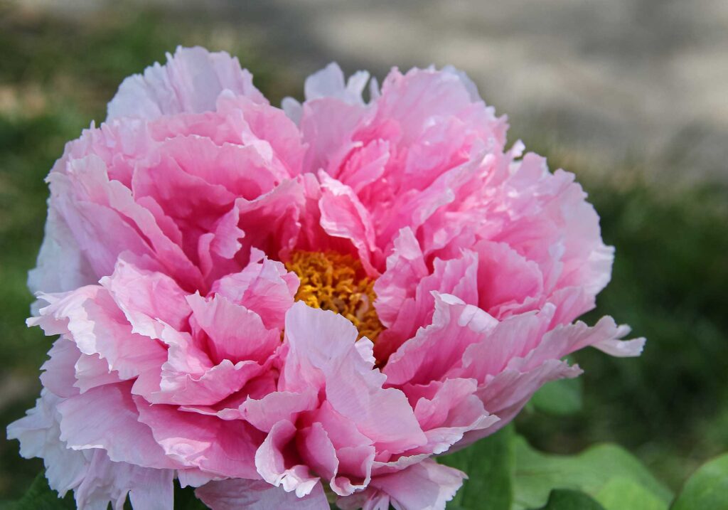 Historic Garden Week, Garden Club of Virginia 2023, pink peony close up