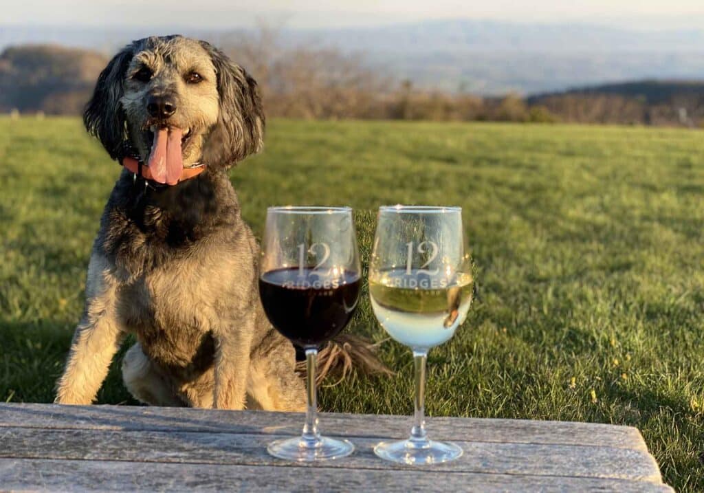 12 Ridges dog with wine glasses wine hikes
