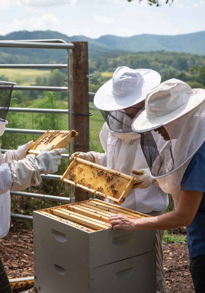 bee keeping pippin hill