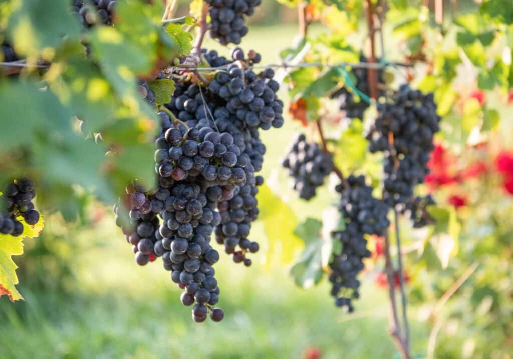 Large bunches of grapes ripe on the vine and ready to harvest at Barboursville Vineyards in Barboursville, Va on the Monticello Wine Trail.