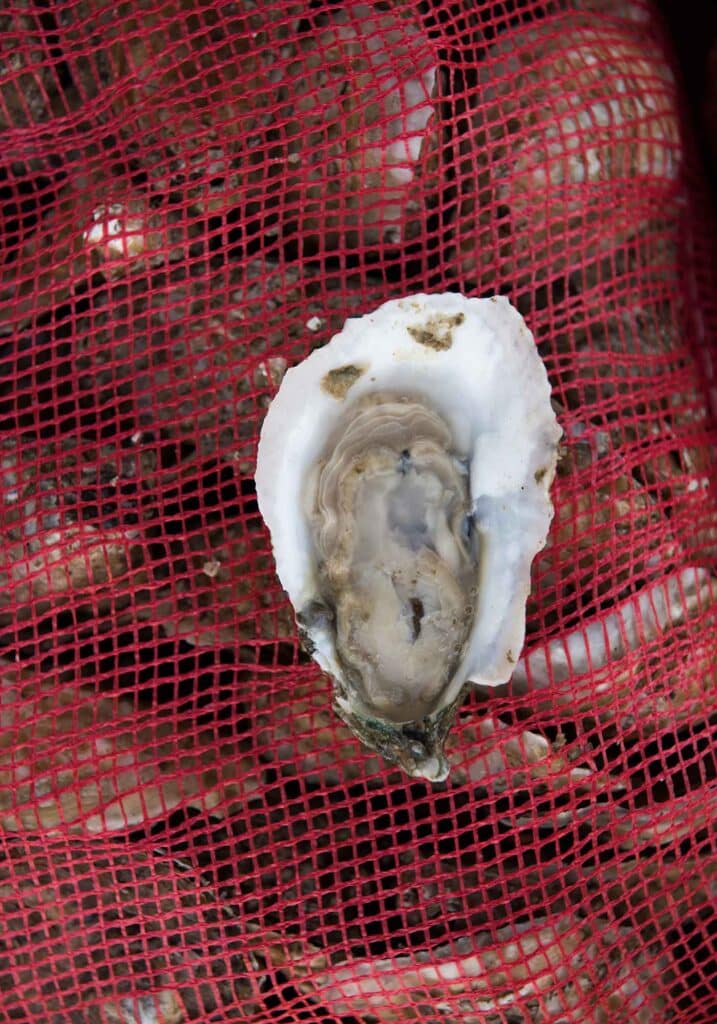 Rappahannock oysters harvesting
