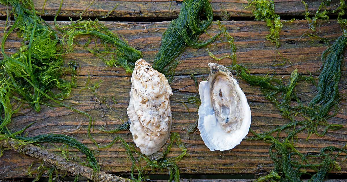 Rappahannock oysters