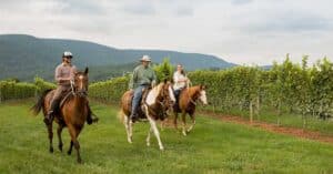 vineyard horse tours