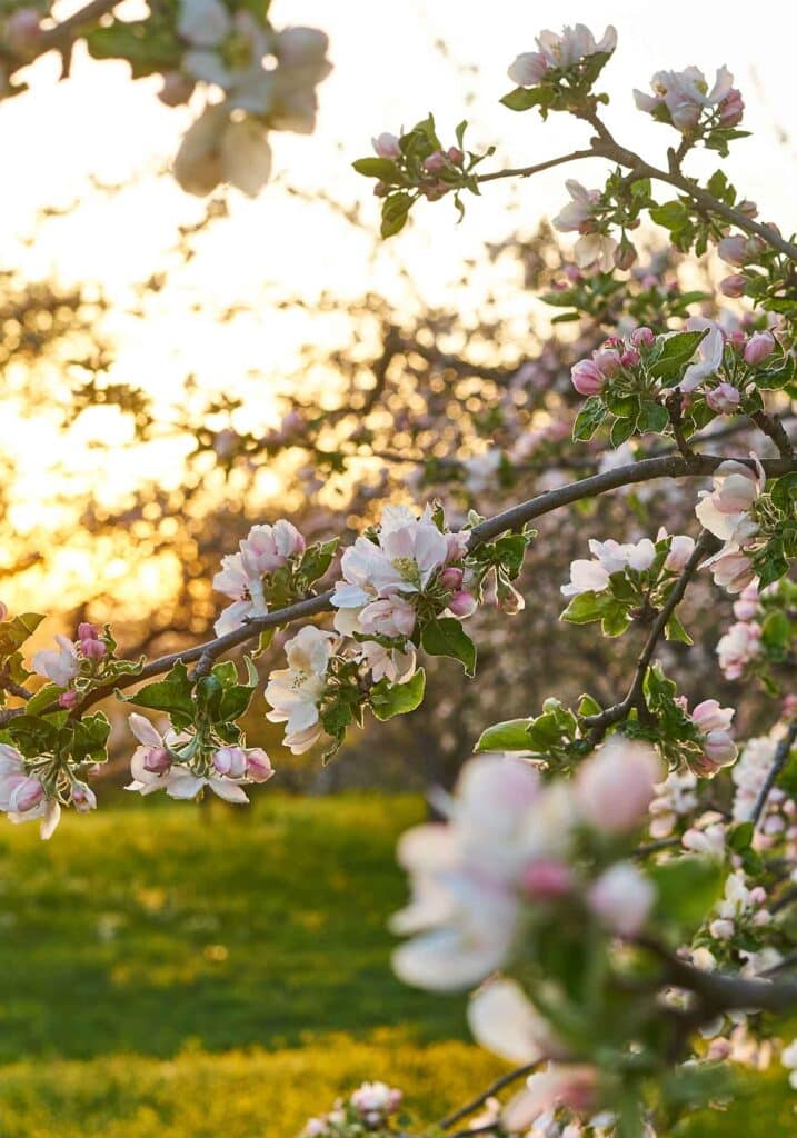 wine festivals apple blossom