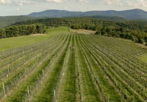 Drone shot of the vineyard at 12 Ridges