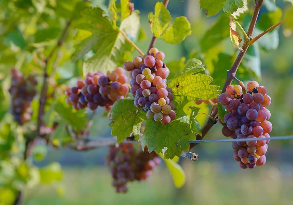 Photo of red grapes on vines