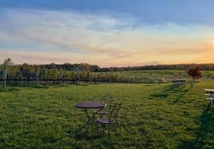 The grapevines at sunset at Chestnut Oak Vineyards, a Shenandoah Valley winery in Virginia.
