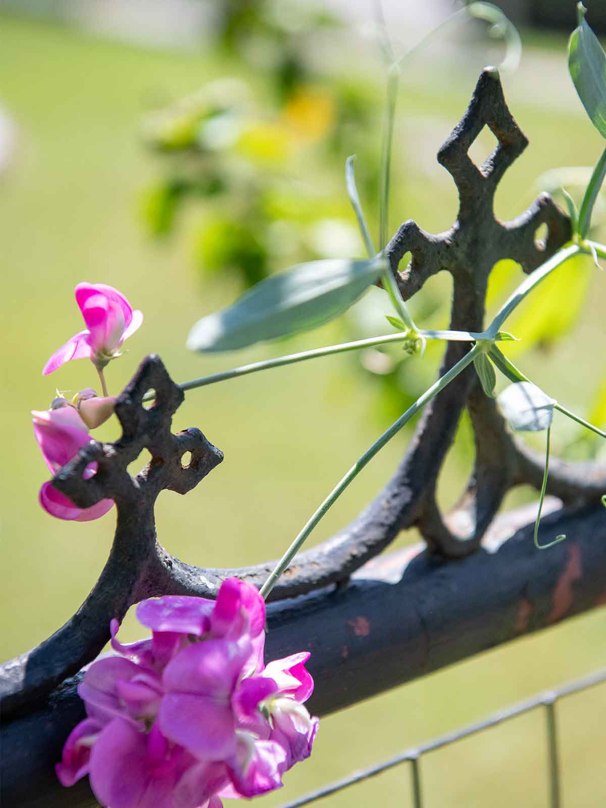 Sweet pea blooming on antique iron fence at Anne Spencer Home & Museum, part of the Virginia Historic Garden Tour.