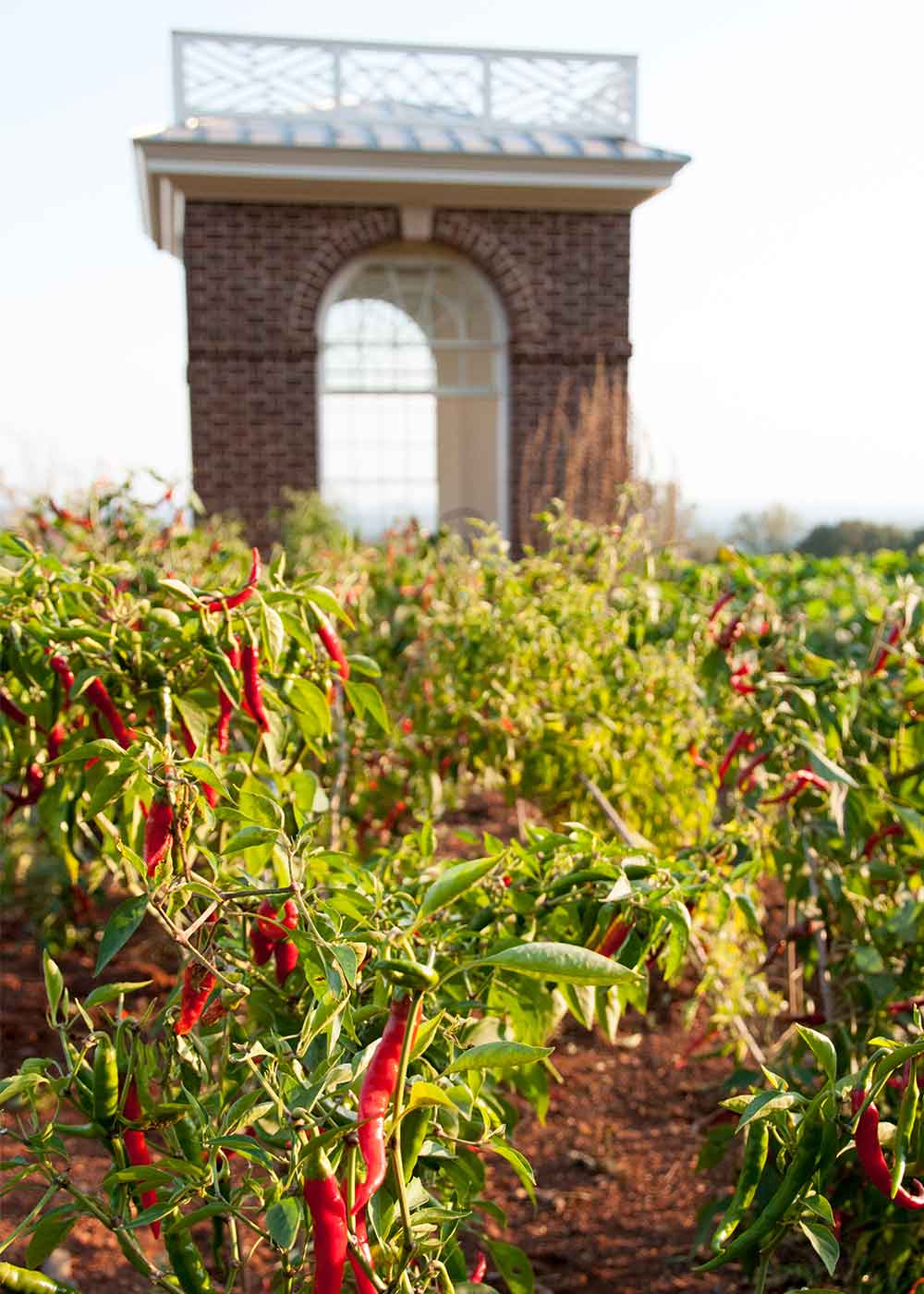 Jalapeno chili peppers in the Thomas Jefferson gardens at Monticello in Charlottesville, Virginia.