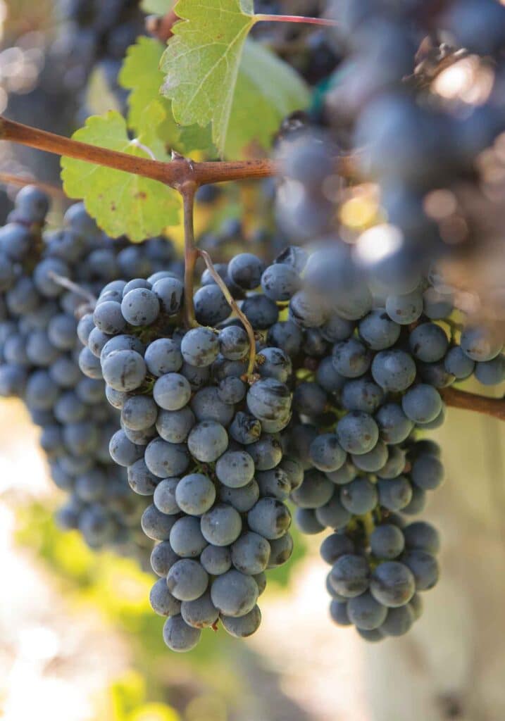 Red wine grapes in Virginia.
