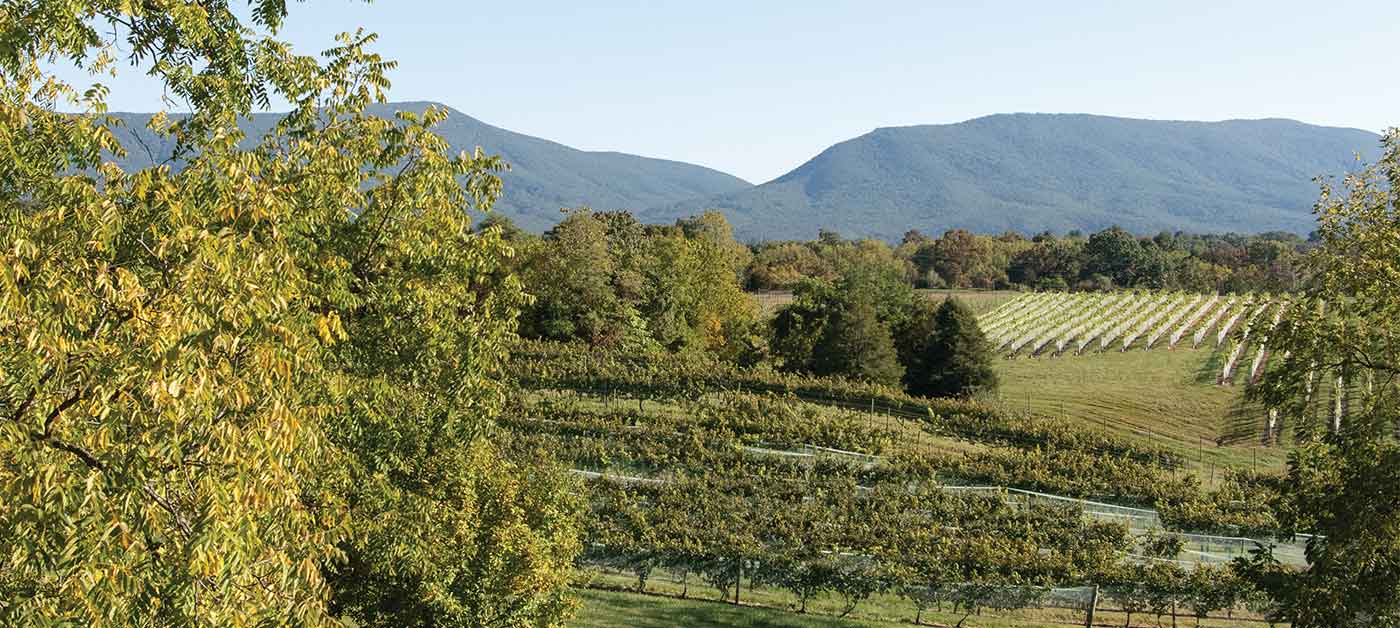 Scenic view of grapevines at Shenandoah Vineyards, one of the earliest wineries in Virginia's modern history of wine.