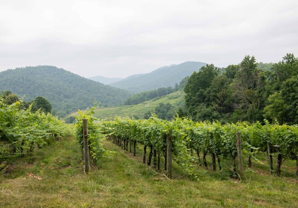 Mountain & Vine Vineyards