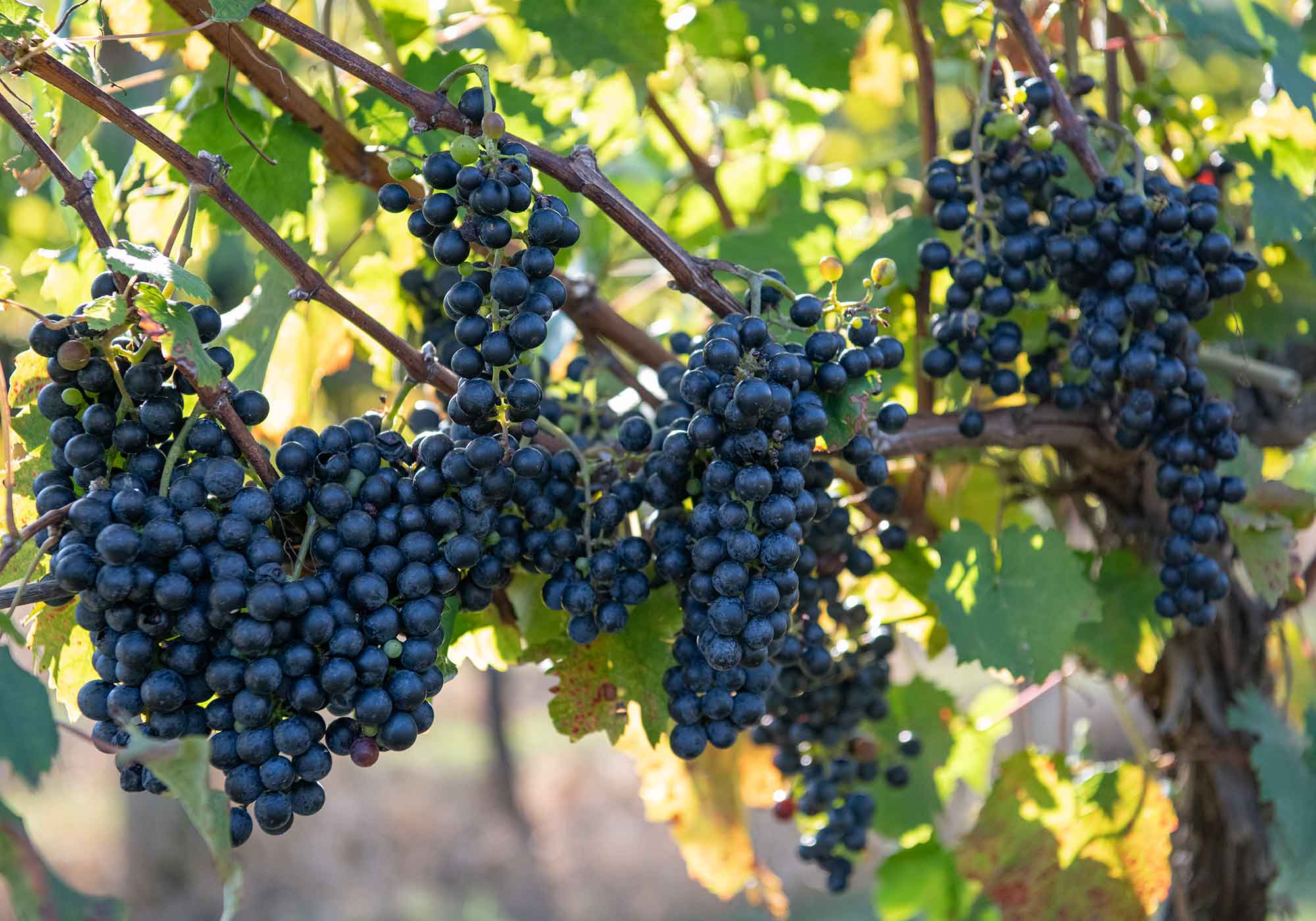 Large bunches of ripe wine grapes ready for harvest. The petite verdot blocks are ready for harvest at Southwest Mountains Vineyards.