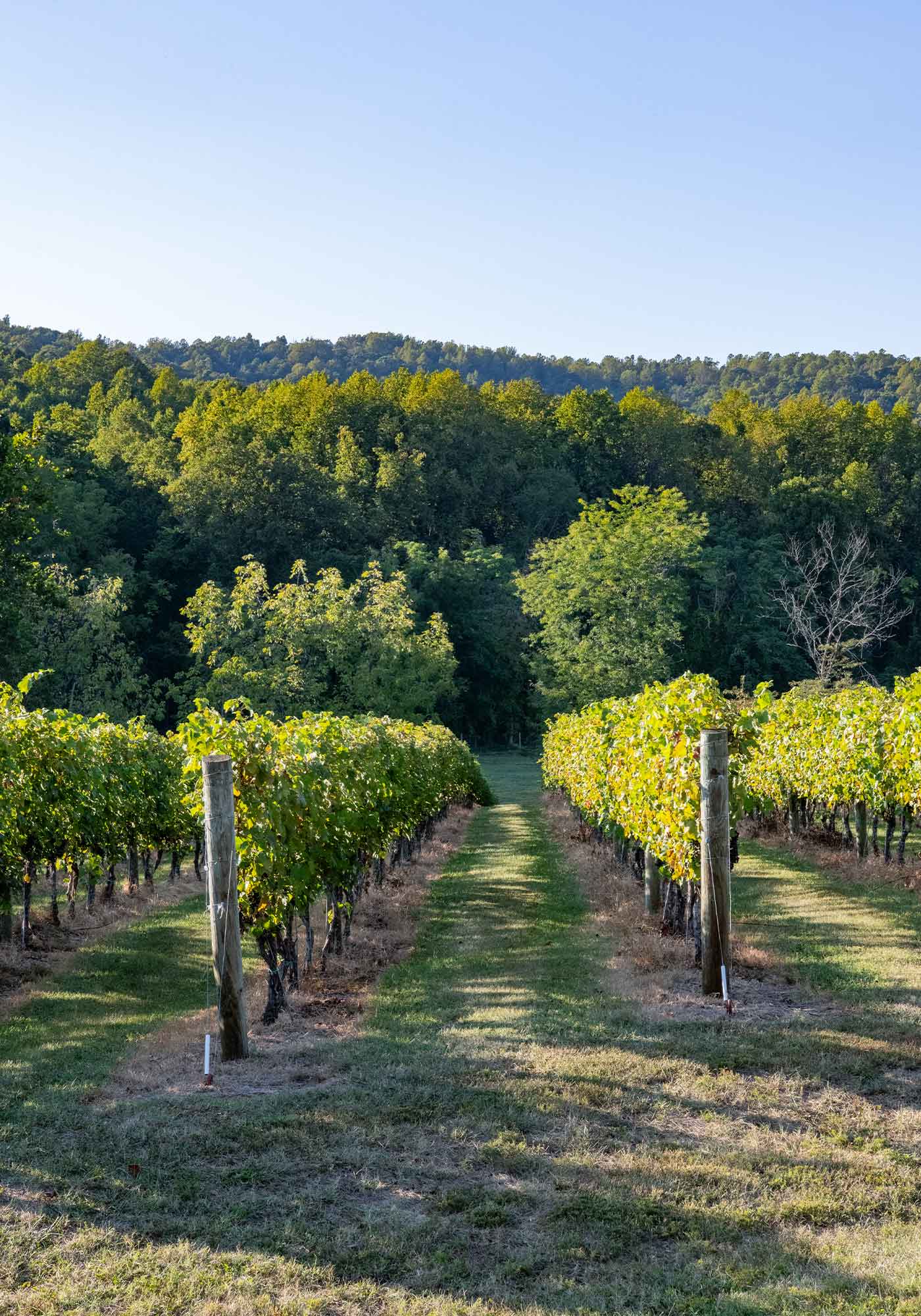 Southwest Mountains Vineyards, Keswick, VA. Near Charlottesville VA. View of vines ready to harvest.