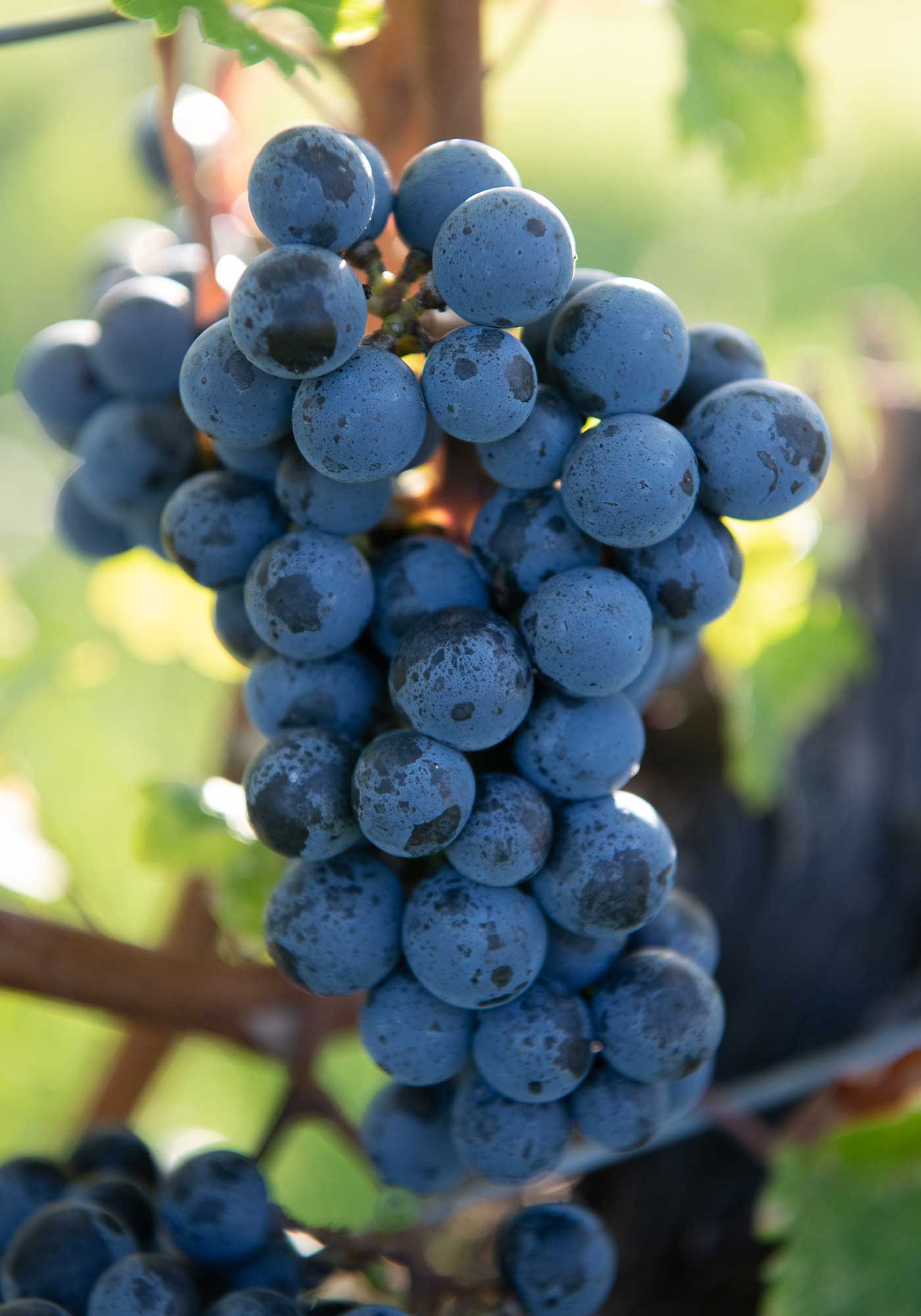 Cabernet Sauvignon grapes at Virginia, Michael Shaps Winery in Charlottesville