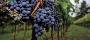 Merlot wine grapes on vine ready for harvest in Virginia Wine Country