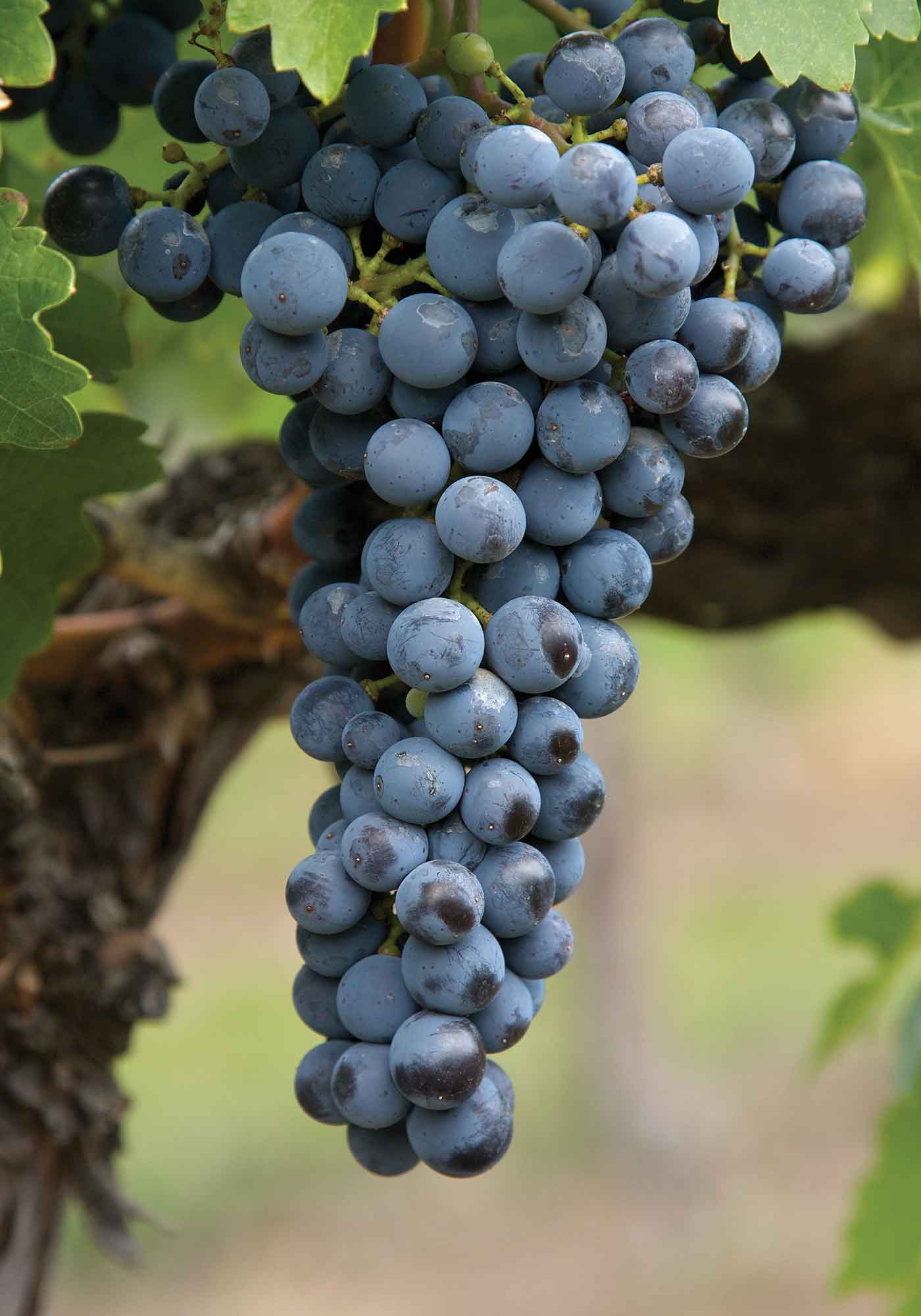 Merlot wine grapes ready for harvest