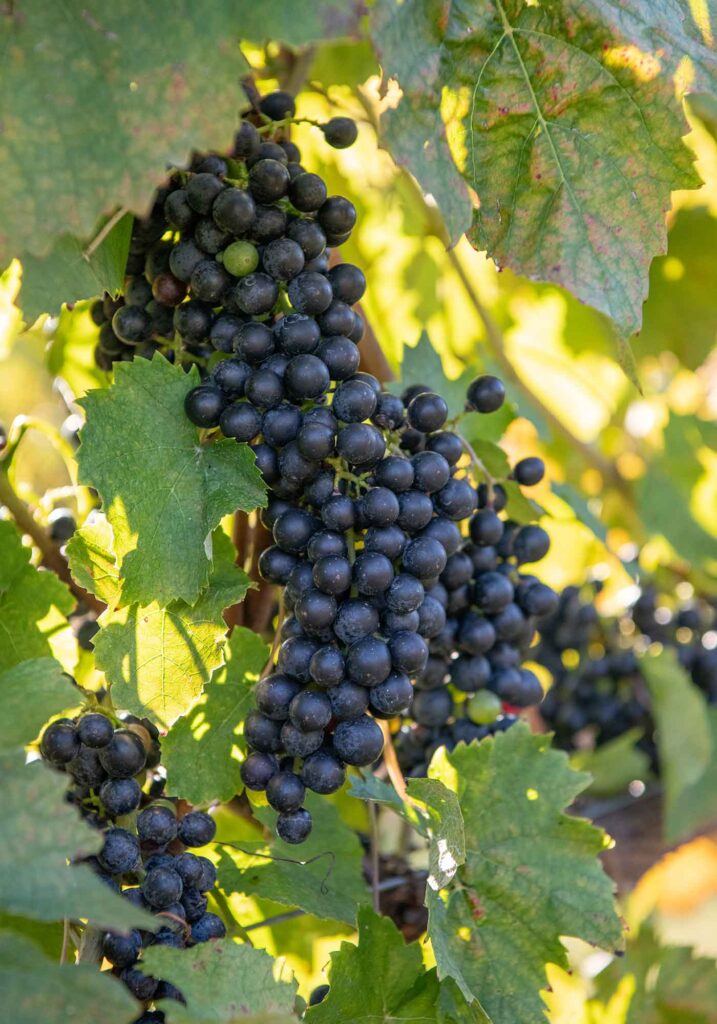 Petite Verdot wine grapes at Southwest Mountains Vineyards, a Charlottesville area winery.