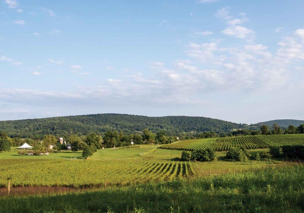 868 Estate Vineyard landscape