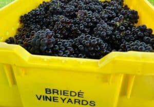 Photo of picked grapes in a bin at Briede Vineyards