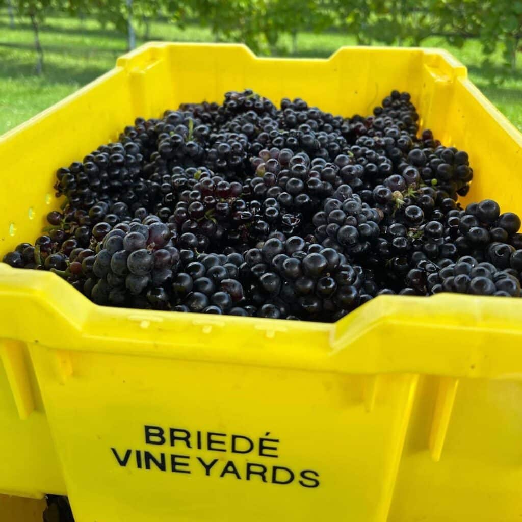 Photo of picked grapes in a bin at Briede Vineyards