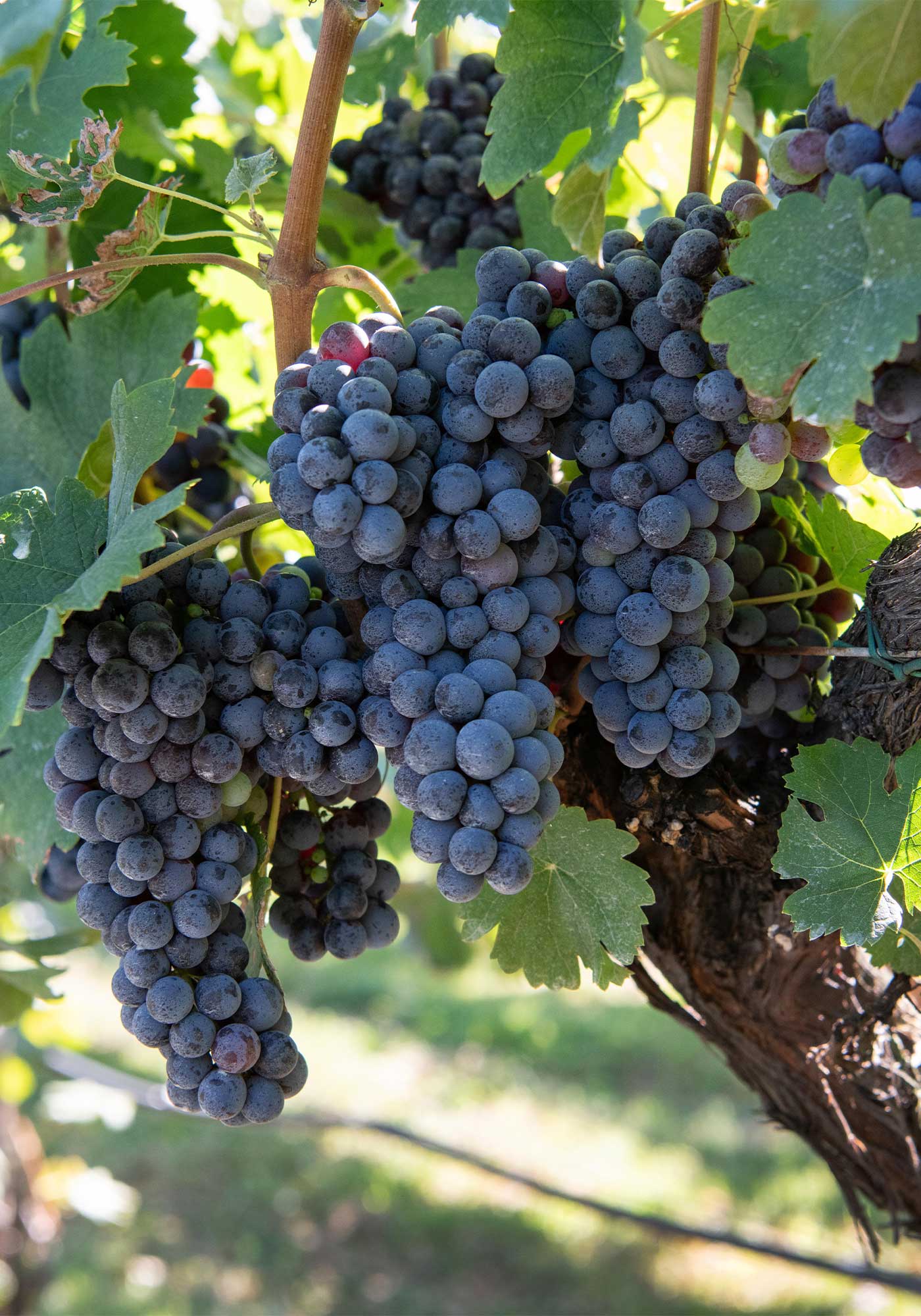 Cabernet Franc Wine Grapes at Horton Vineyards & Winery in Gordonsville, Virginia