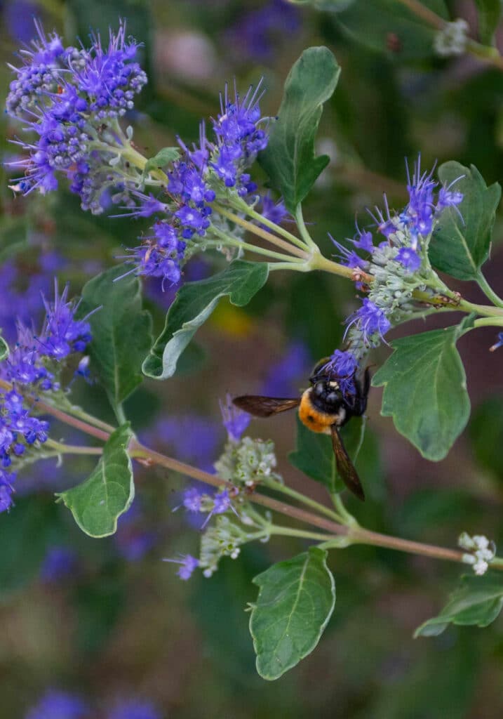 Close-up photo of a bee on a catmint plant