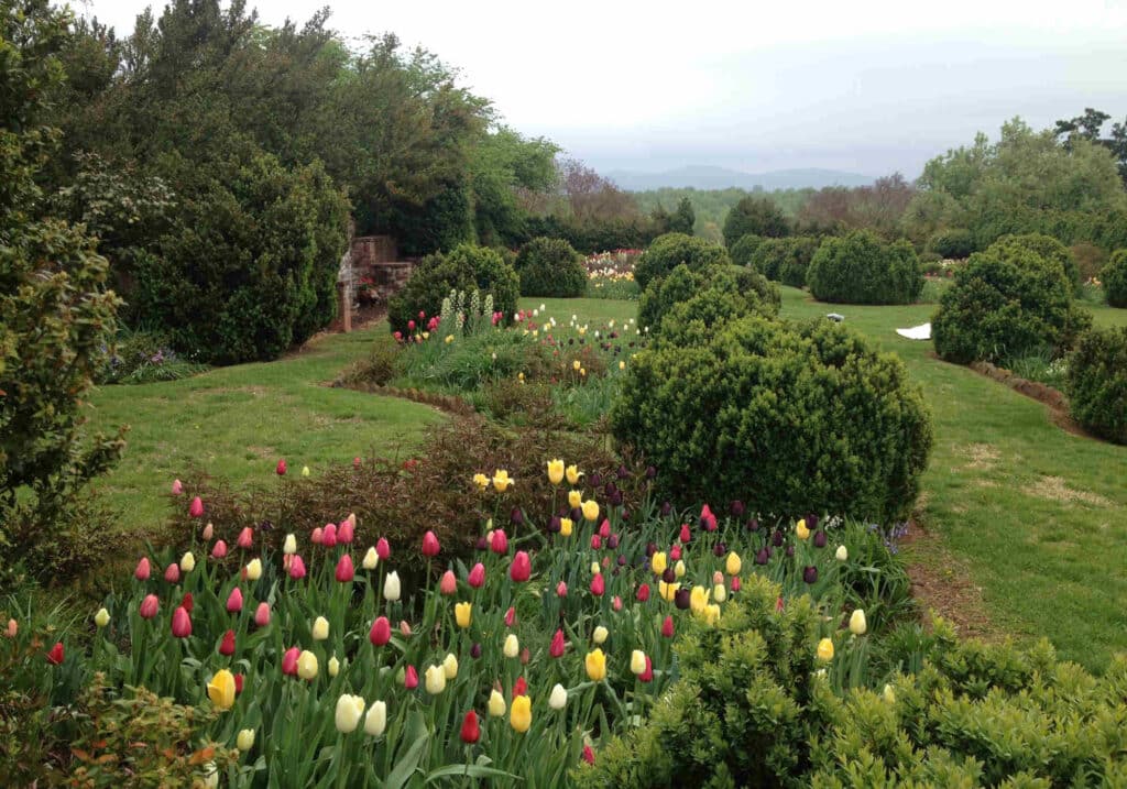 Photo of tulip garden, Tulips at Morven Park.